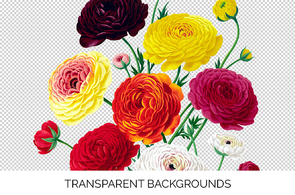 Ranunculus Flower Ranunculus in Illustrations - product preview 3
