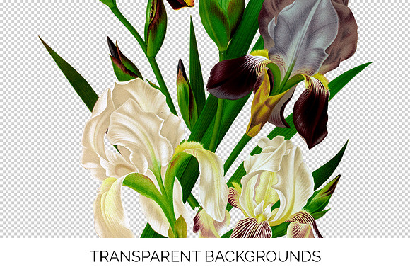 Iris Clipart Flower in Illustrations - product preview 3