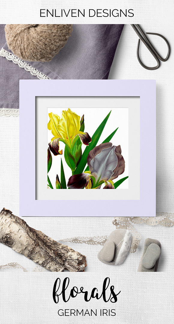 Iris Clipart Flower in Illustrations - product preview 7