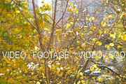 Yellow leaves falling from the tree