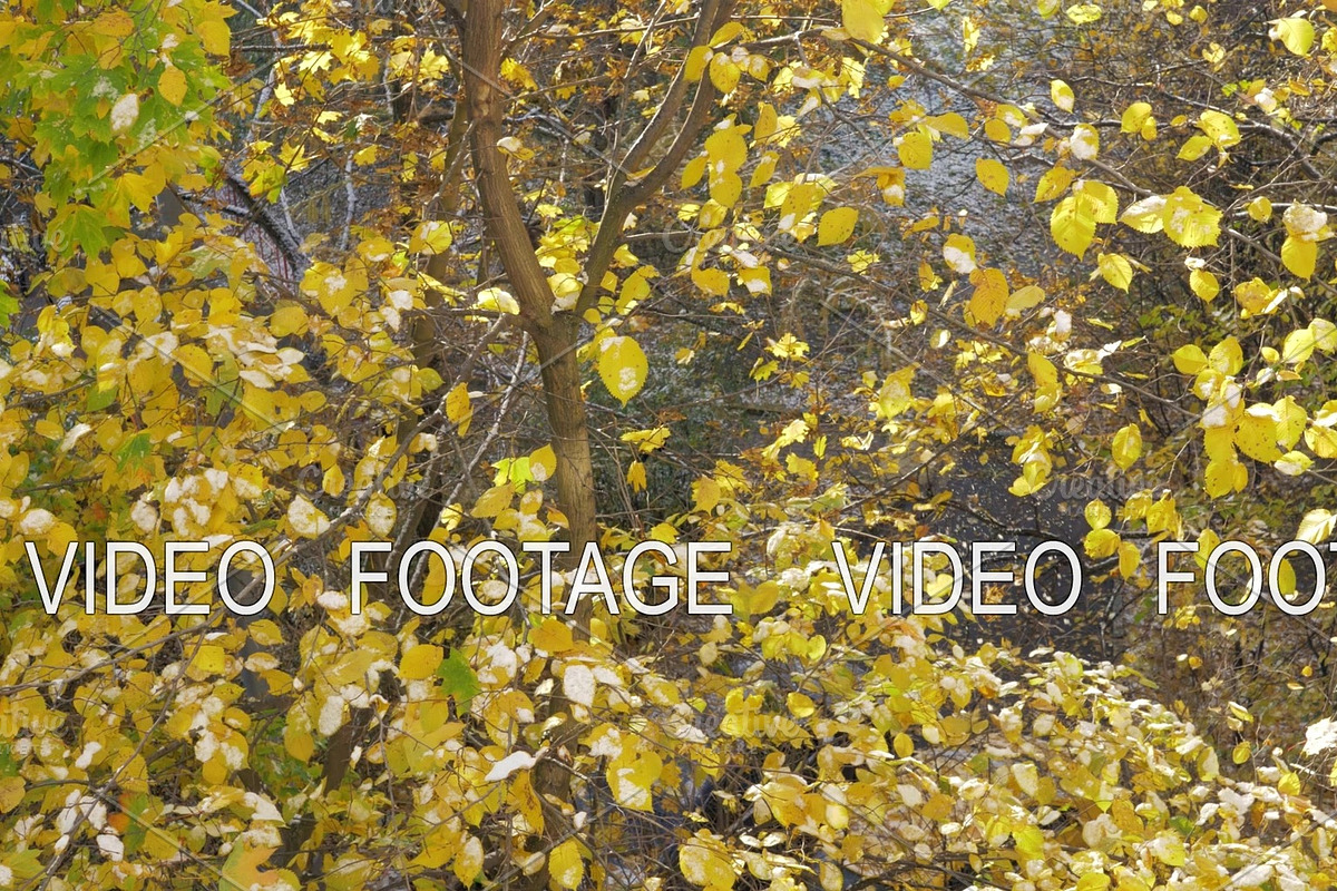 A slow motion of colorful leaves in Graphics - product preview 8