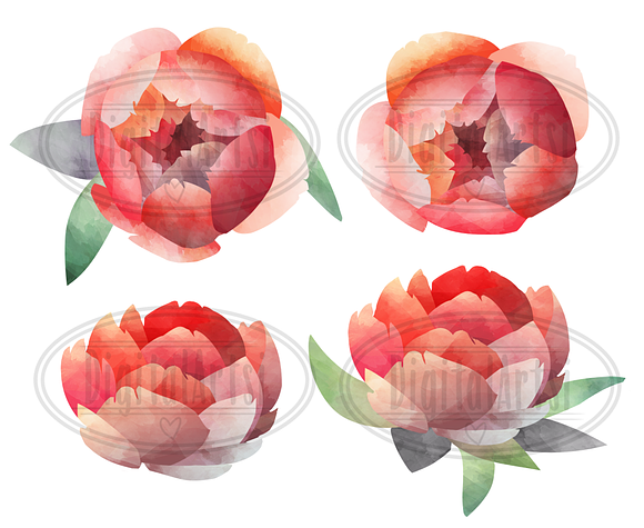 Watercolor Peonies Clipart in Illustrations - product preview 3