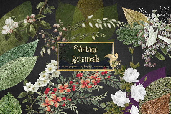 Vintage Botanical Clipart in Illustrations - product preview 1