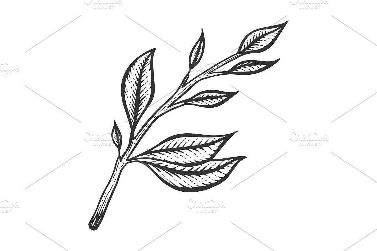 Branch of tea plant sketch engraving in Illustrations - product preview 8