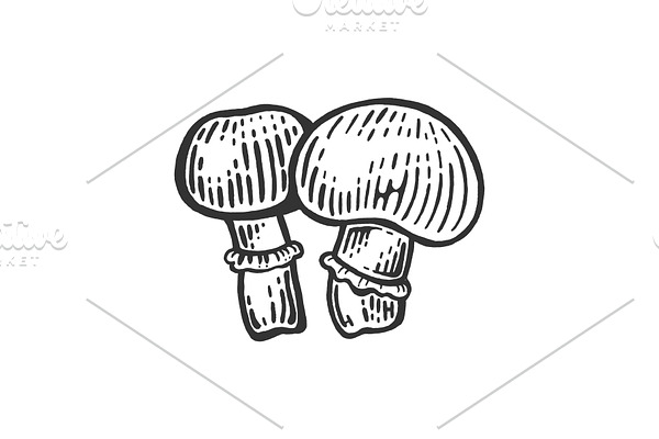 Porcini mushroom sketch engraving