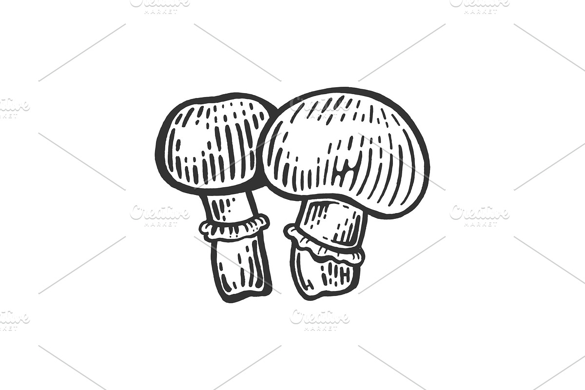 Porcini mushroom sketch engraving in Illustrations - product preview 8
