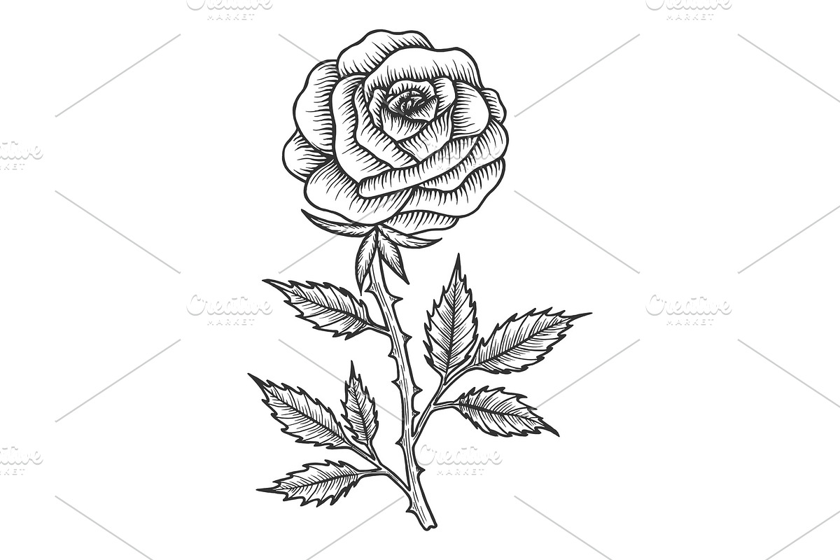Rose flower sketch engraving vector in Illustrations - product preview 8