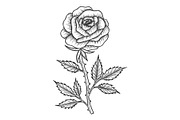 Rose flower sketch engraving vector