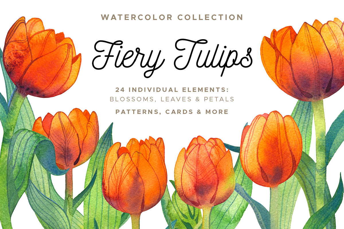 Fiery Tulips Watercolor Collection in Illustrations - product preview 8