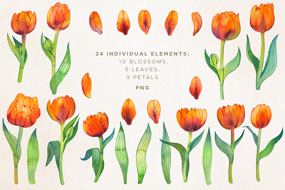 Fiery Tulips Watercolor Collection in Illustrations - product preview 1