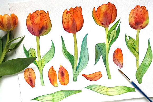 Fiery Tulips Watercolor Collection in Illustrations - product preview 8
