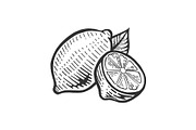 Lemon citrus sketch engraving vector