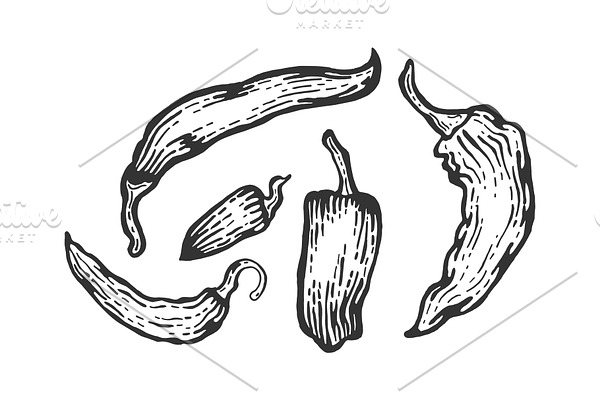 Peppers sketch engraving vector