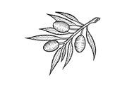 Olive branch sketch engraving vector