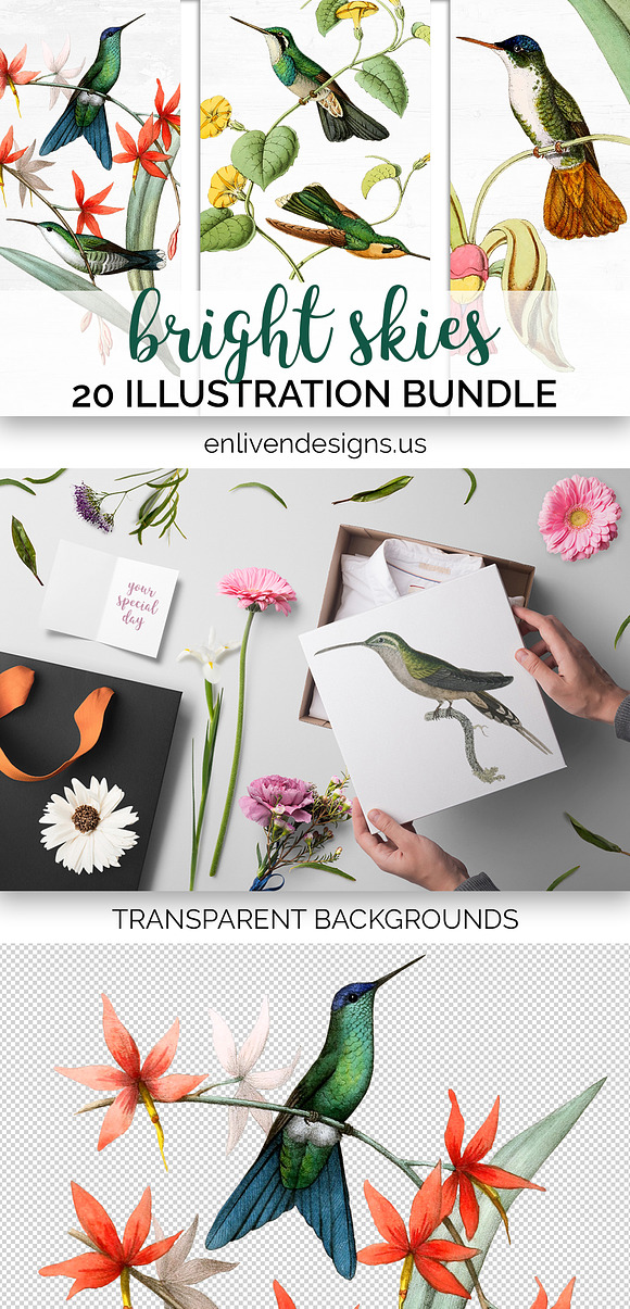 Hummingbirds Bundle (20) in Illustrations - product preview 6
