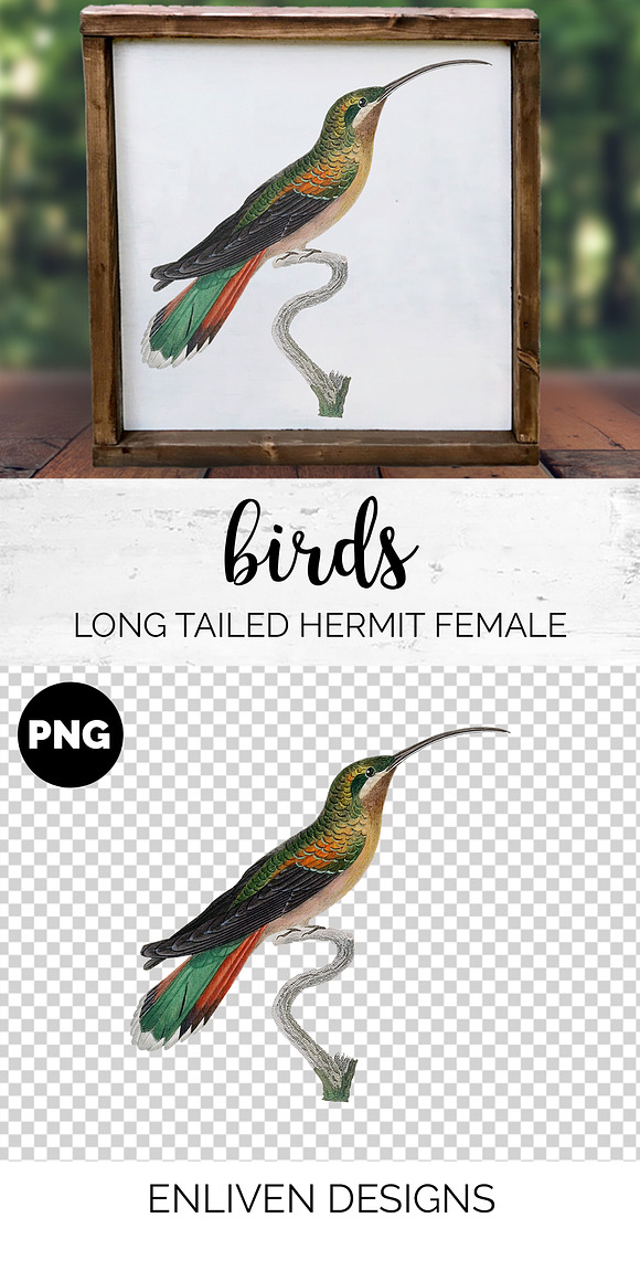 Hummingbirds Bundle (20) in Illustrations - product preview 7