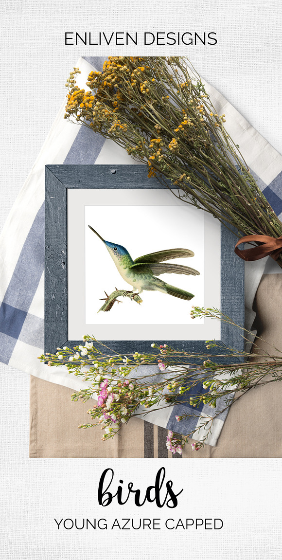 Hummingbirds Bundle (20) in Illustrations - product preview 9