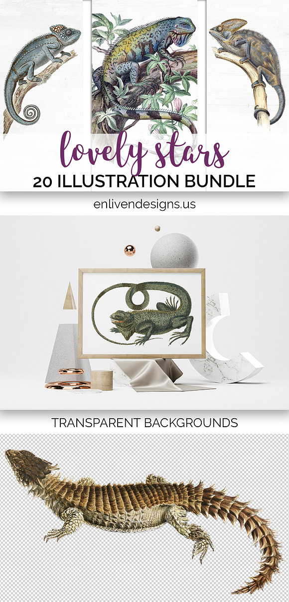 Lizards Clipart Vintage Bundle (20) in Illustrations - product preview 5