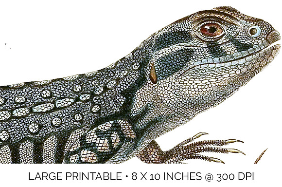 Lizards Clipart Vintage Bundle (20) in Illustrations - product preview 8