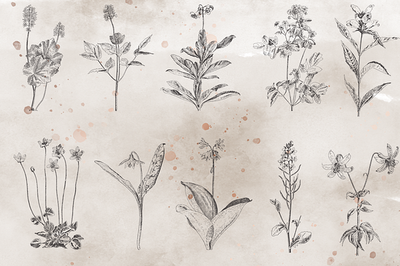 VintageVectorized-Wildflower Clipart in Illustrations - product preview 1