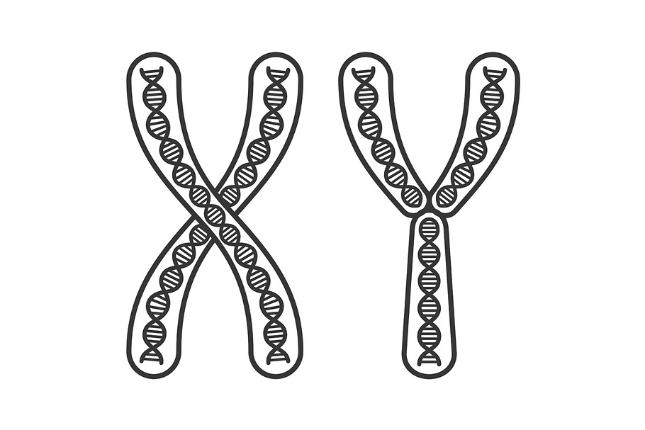 Chromosome X and Y Set in Objects - product preview 8