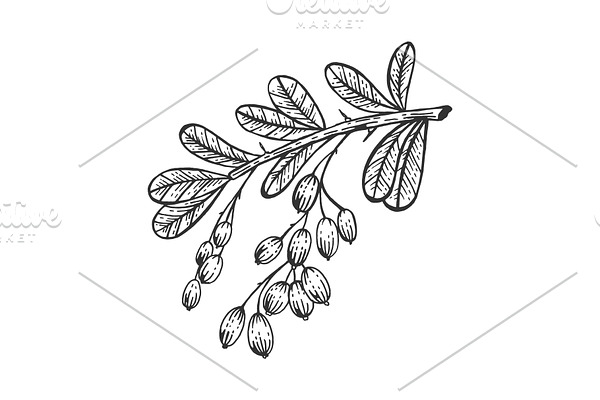 Barberry branch sketch engraving
