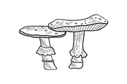 Amanita mushroom sketch engraving