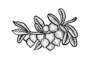 Cranberry branch sketch engraving