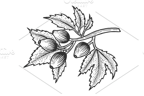 Dog rose leaves sketch engraving
