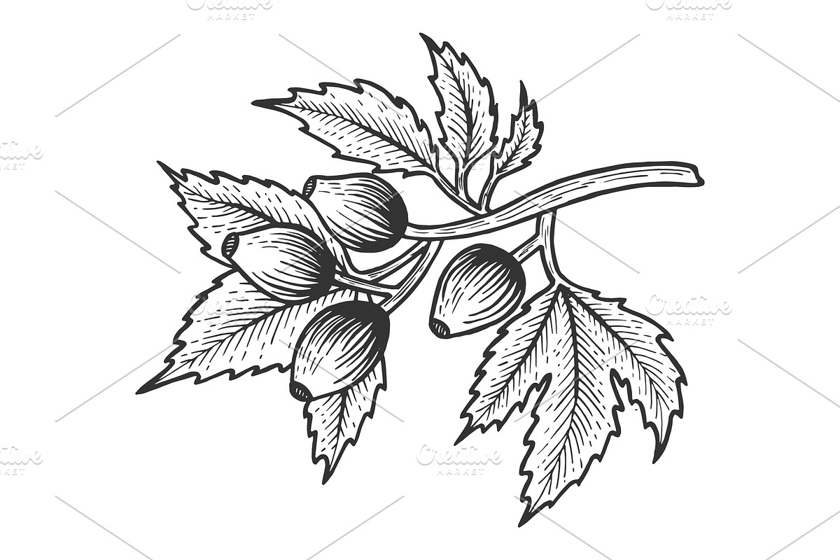 Dog rose leaves sketch engraving in Illustrations - product preview 8