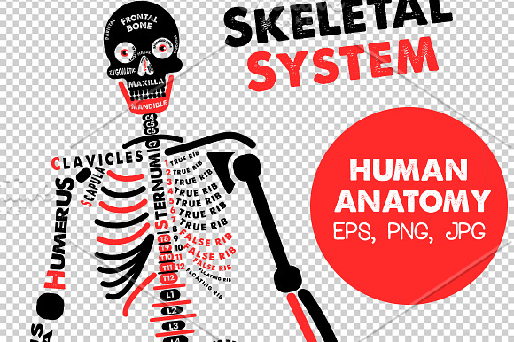 Human Anatomy Posters in Illustrations - product preview 2