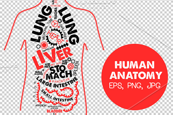 Human Anatomy Posters in Illustrations - product preview 3