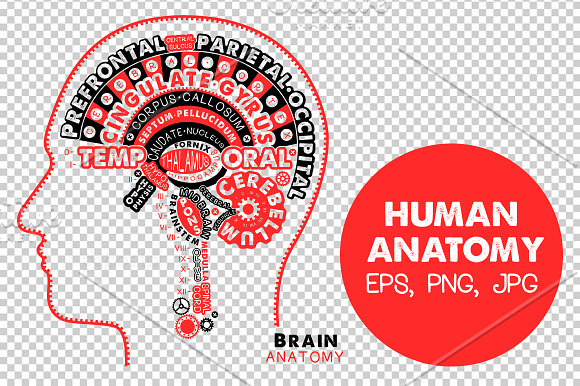 Human Anatomy Posters in Illustrations - product preview 4