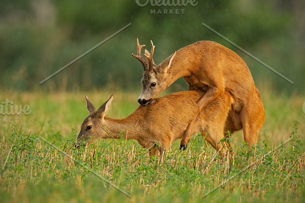 Single horned roe deer