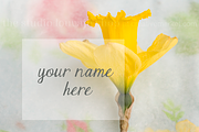 Styled Stock Photo - Daffodil Duo