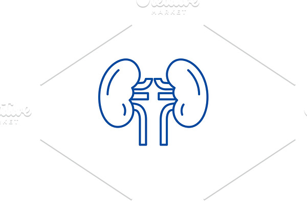 Kidney line icon concept. Kidney