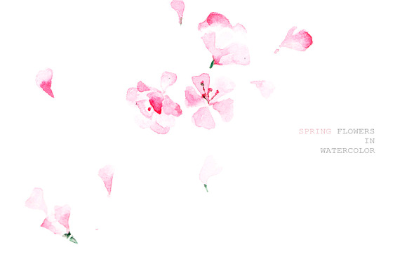 Sakura in Illustrations - product preview 1