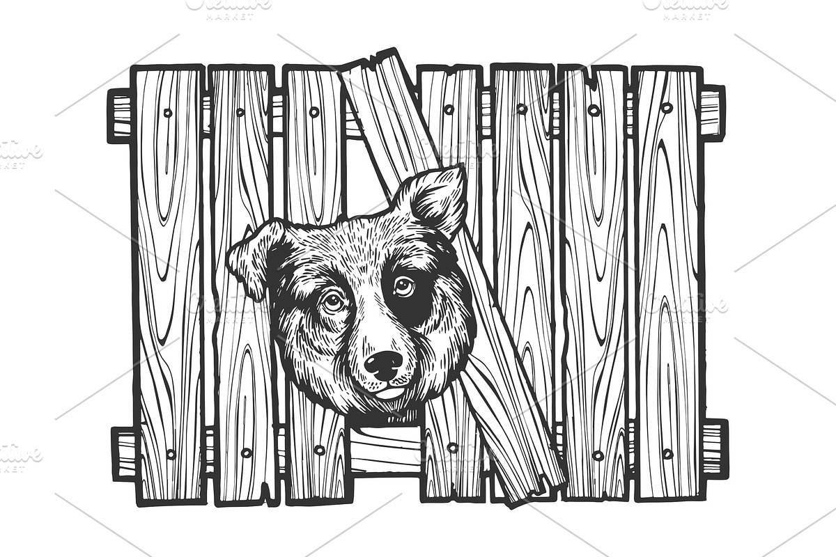 Dog head stuck in fence sketch in Illustrations - product preview 8