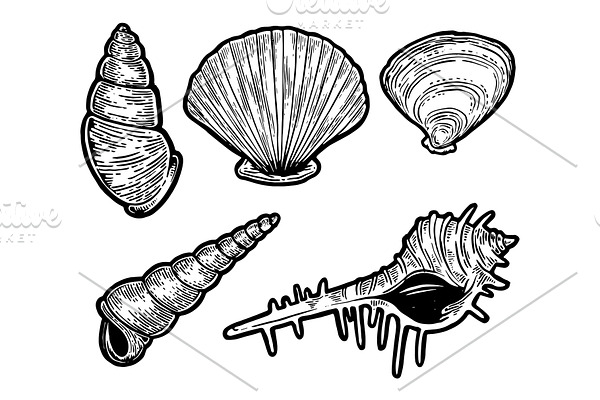 Sea shell set sketch engraving