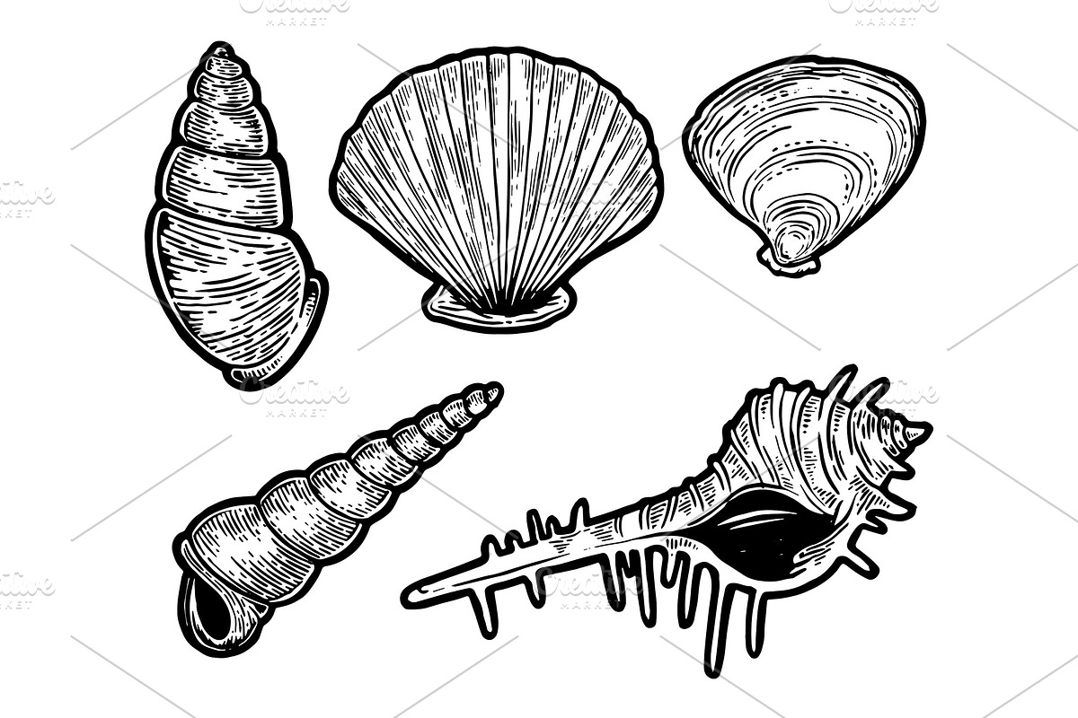 Sea shell set sketch engraving in Illustrations - product preview 8