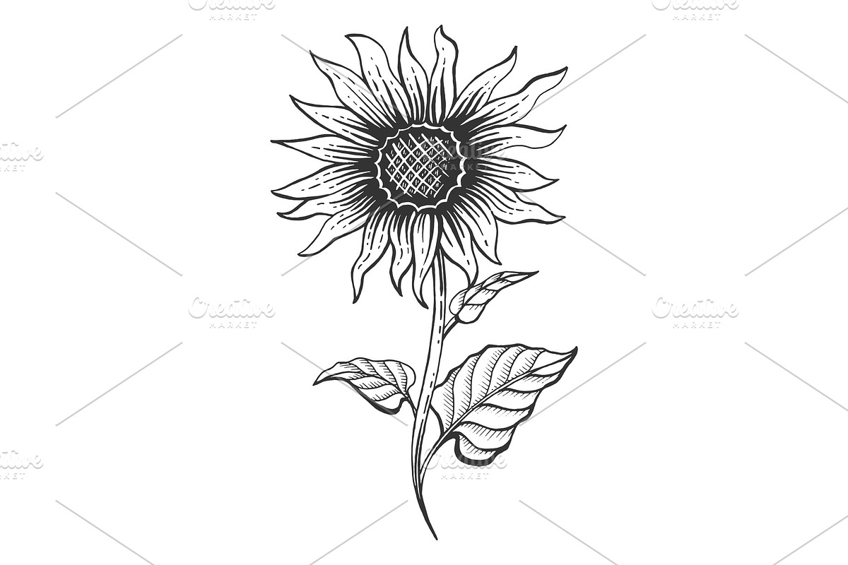 Sunflower plant sketch engraving in Illustrations - product preview 8