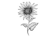 Sunflower plant sketch engraving