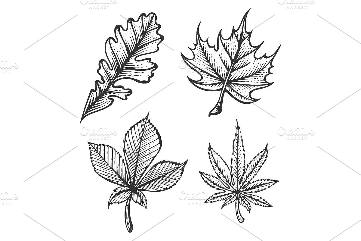 Plant leaves sketch engraving vector in Illustrations - product preview 8