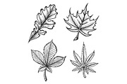 Plant leaves sketch engraving vector