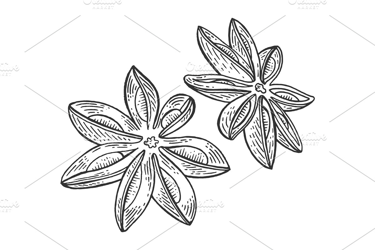 Anise Illicium spice sketch in Illustrations - product preview 8