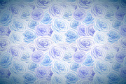 Bright blue and white rosebuds