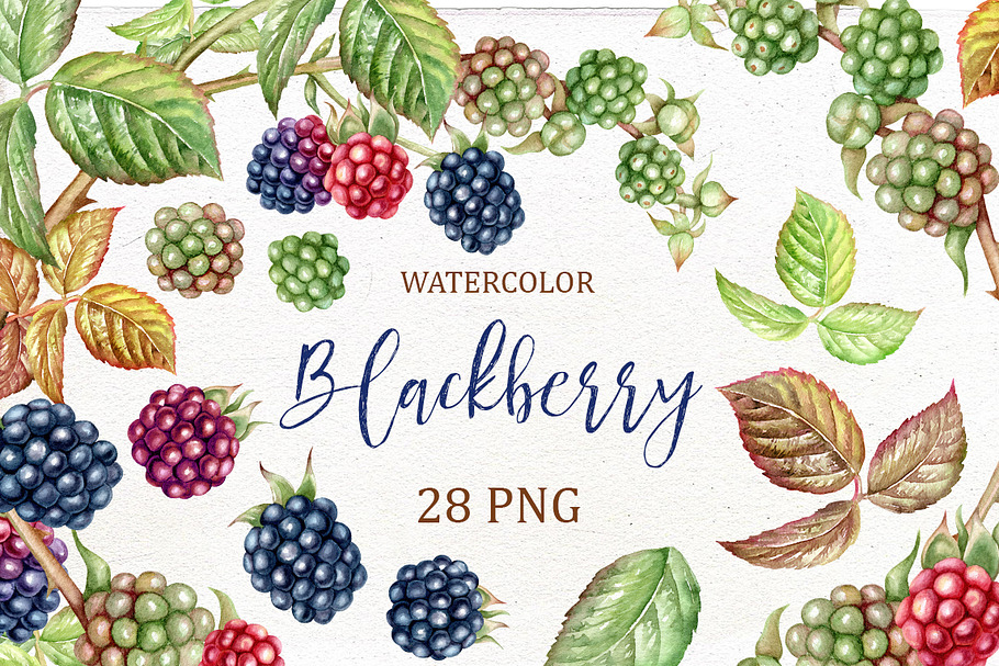 Blackberry watercolor clip art.