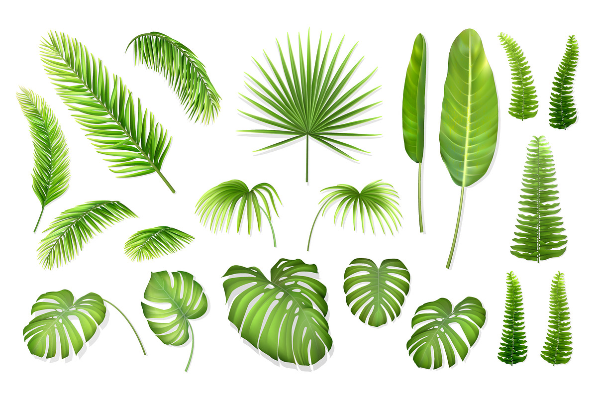 Vector tropical leaves set. in Illustrations - product preview 8