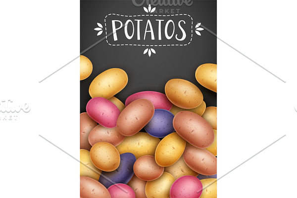 Potatoes. Useful vegetable. Vector.