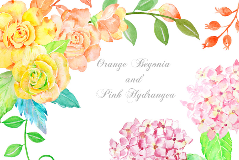 Orange Begonia and Pink Hydrangea in Illustrations - product preview 8